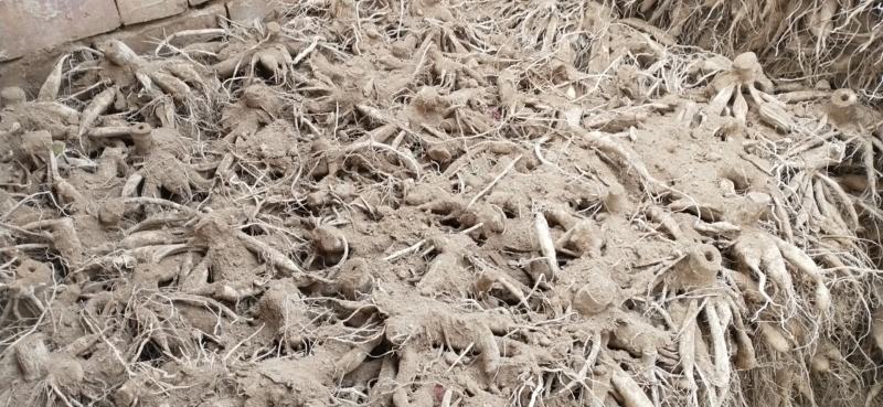 大丽花