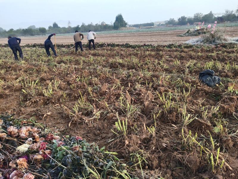 大丽花