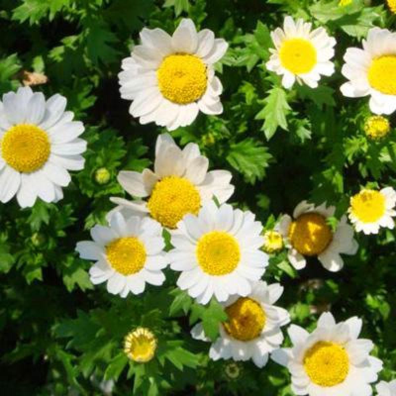 大滨菊种子白色花海西洋滨菊花种籽子四季播种开花多年生易活