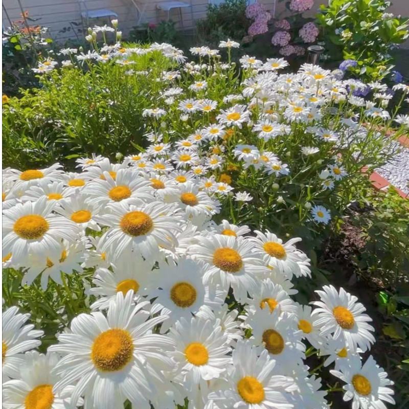 大滨菊种子白色花海西洋滨菊花种籽子四季播种开花多年生易活
