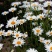 大滨菊种子白色花海西洋滨菊花种籽子四季播种开花多年生易活