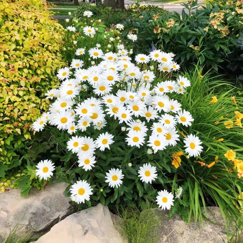 大滨菊种子白色花海西洋滨菊花种籽子四季播种开花多年生易活