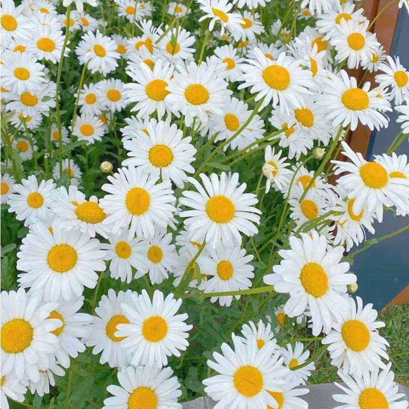 大滨菊种子白色花海西洋滨菊花种籽子四季播种开花多年生易活