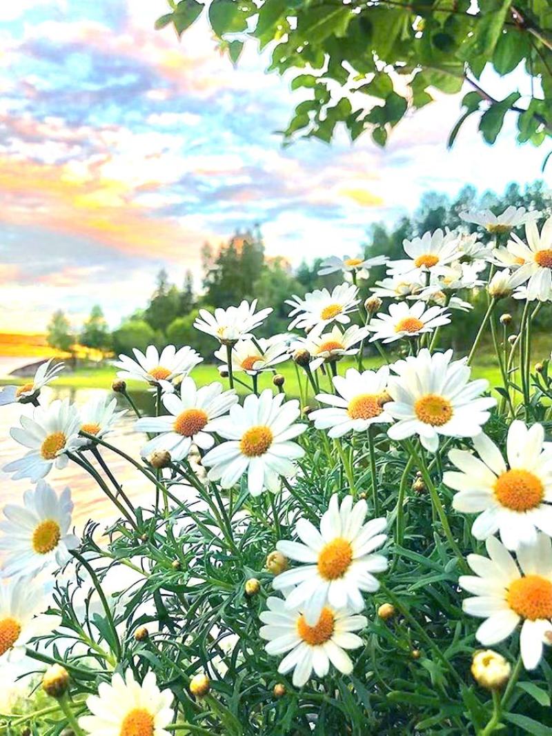 大滨菊种子白色花海西洋滨菊花种籽子四季播种开花多年生易活