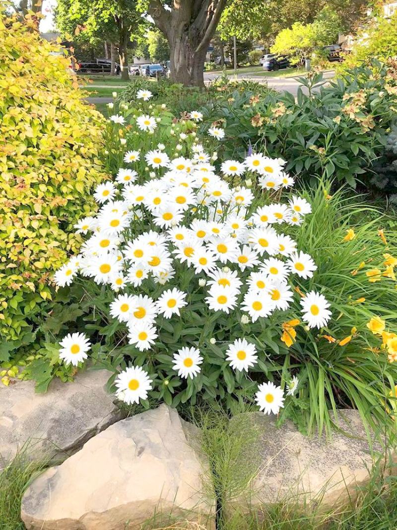 大滨菊种子白色花海西洋滨菊花种籽子四季播种开花多年生易活