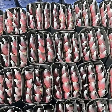 斗南鲜花基地直发