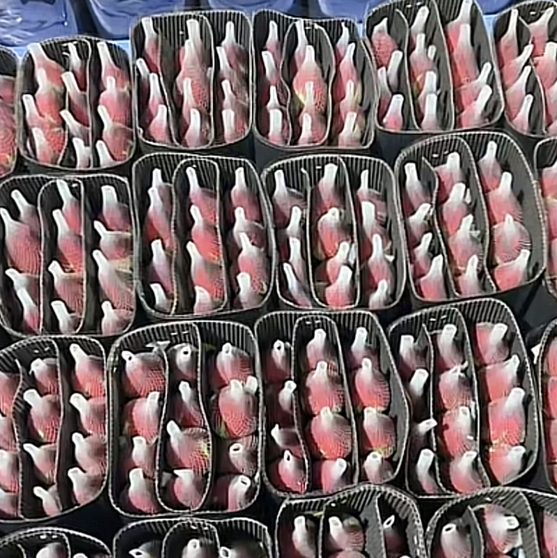 斗南鲜花基地直发