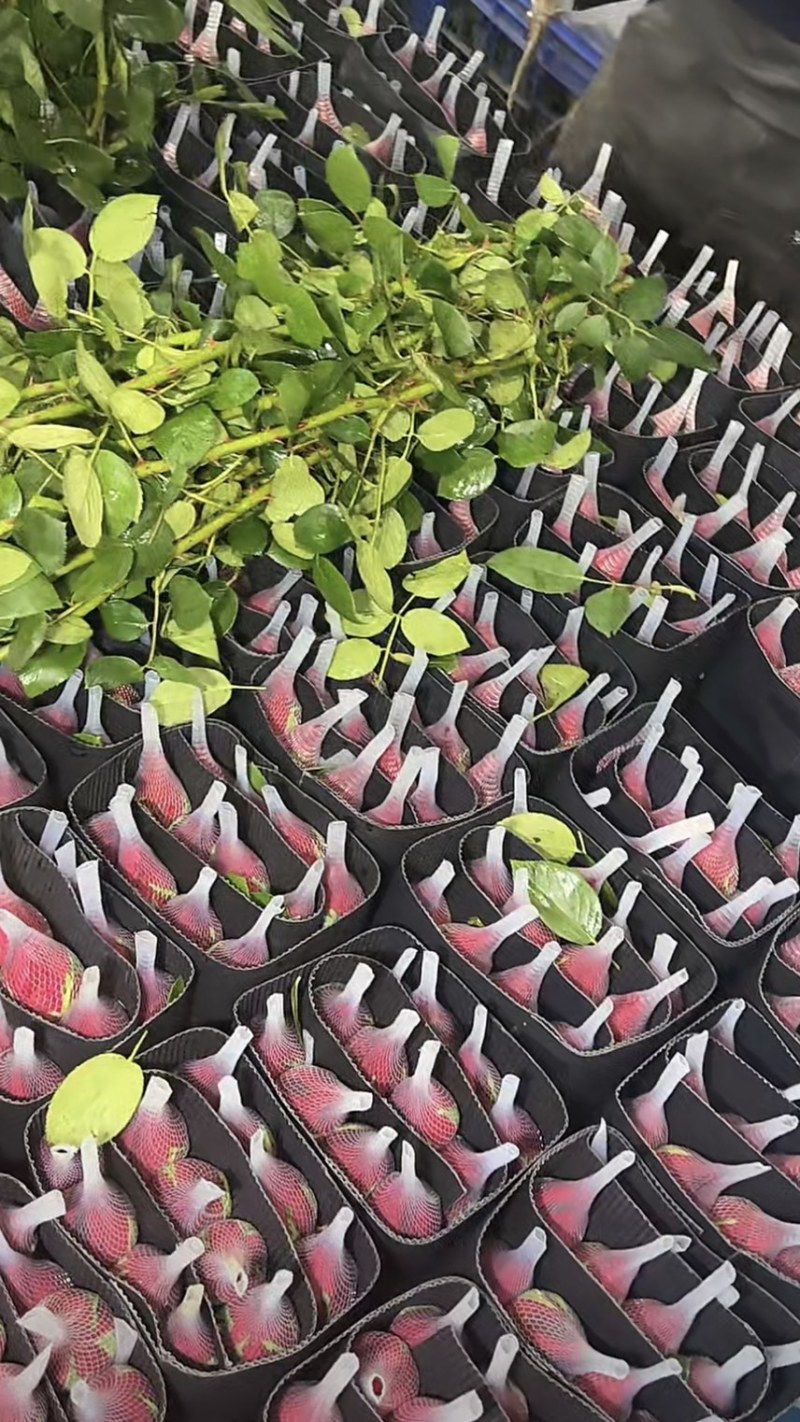 斗南鲜花基地直发