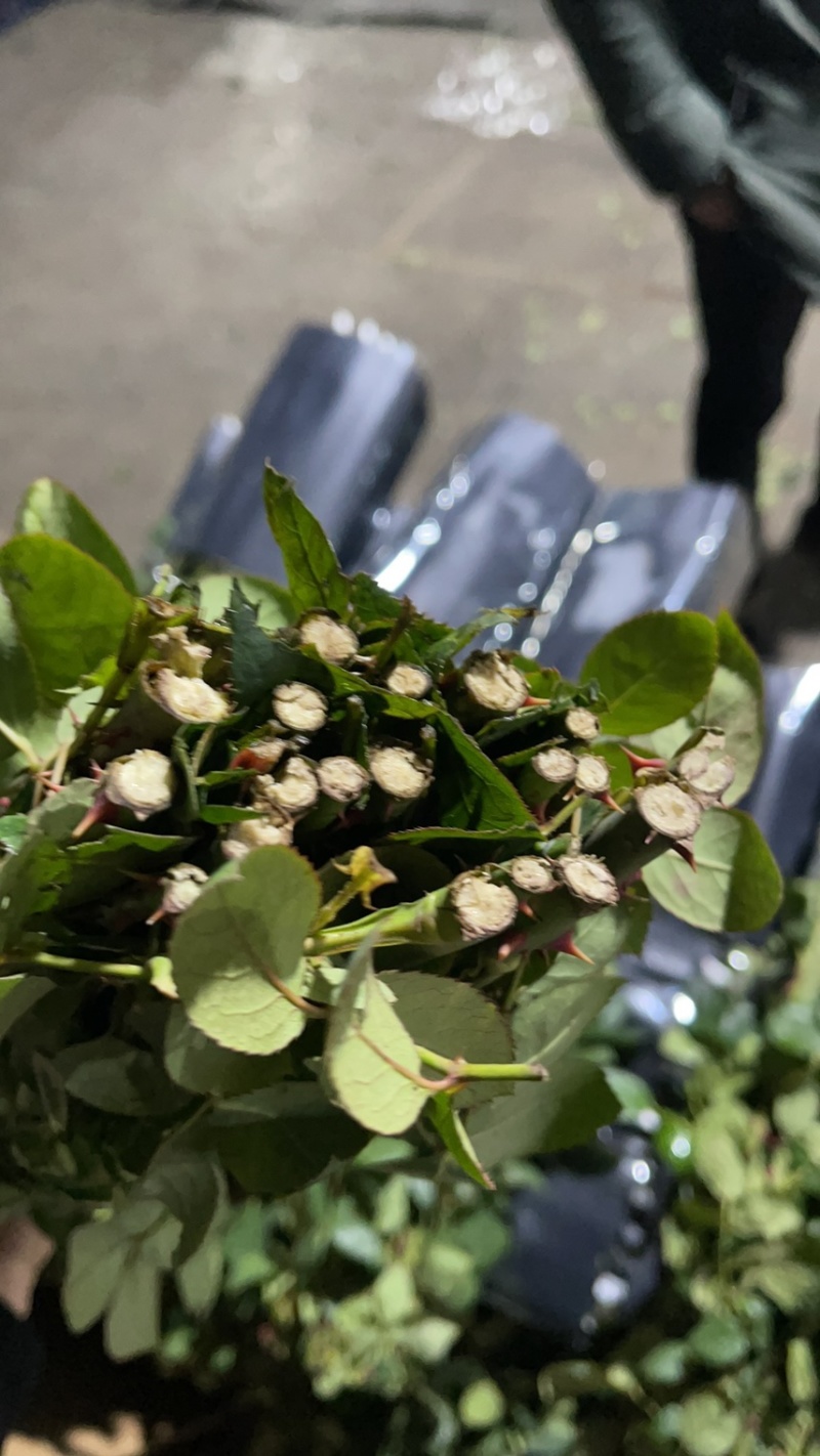 斗南鲜花基地直发