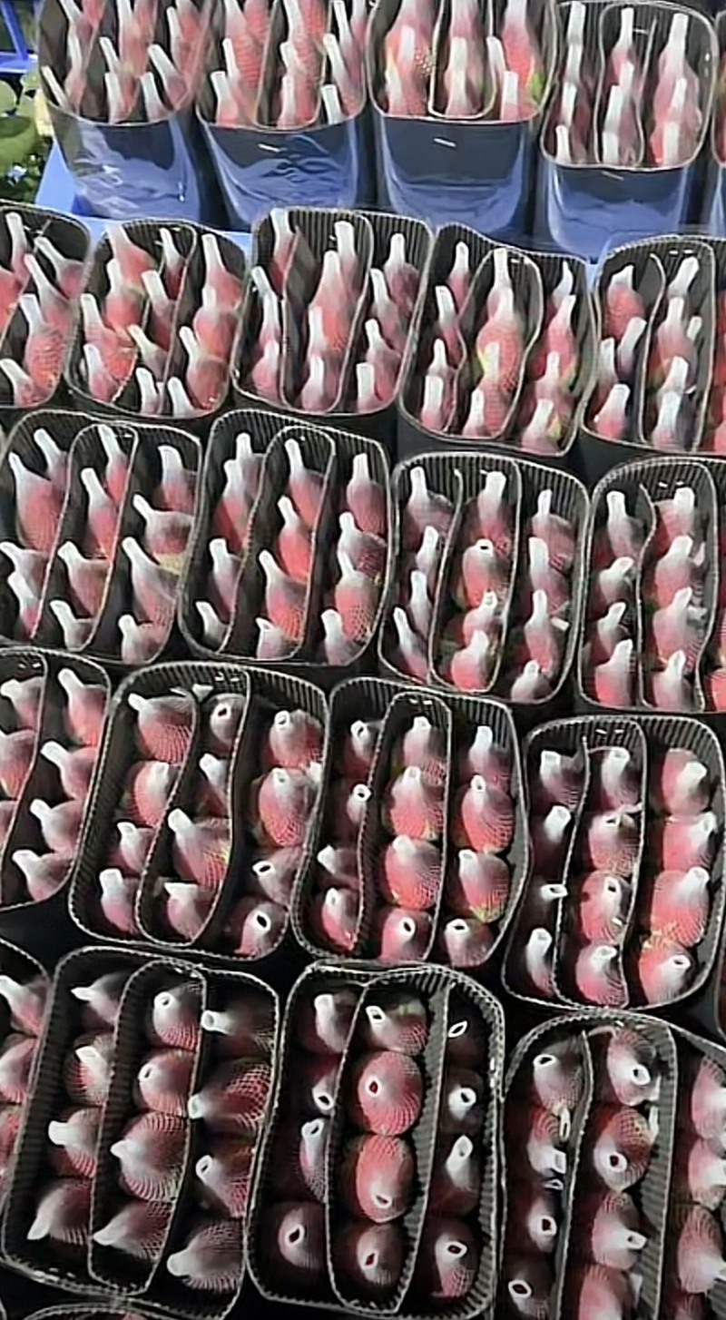 斗南鲜花基地直发