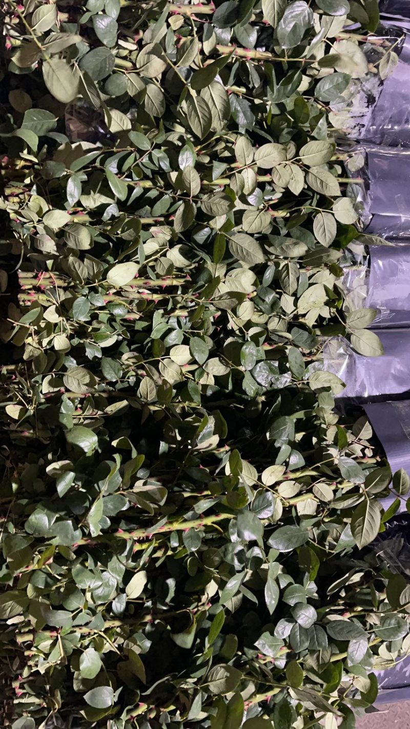 斗南鲜花基地直发