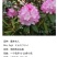 高山杜鹃藤井夫人，甜心，红粉佳人，黛玉，芳华，阳春雪基地