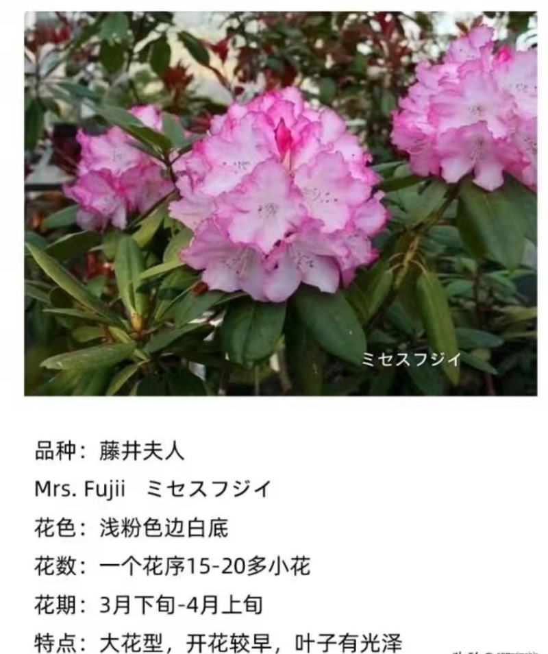 高山杜鹃藤井夫人，甜心，红粉佳人，黛玉，芳华，阳春雪基地