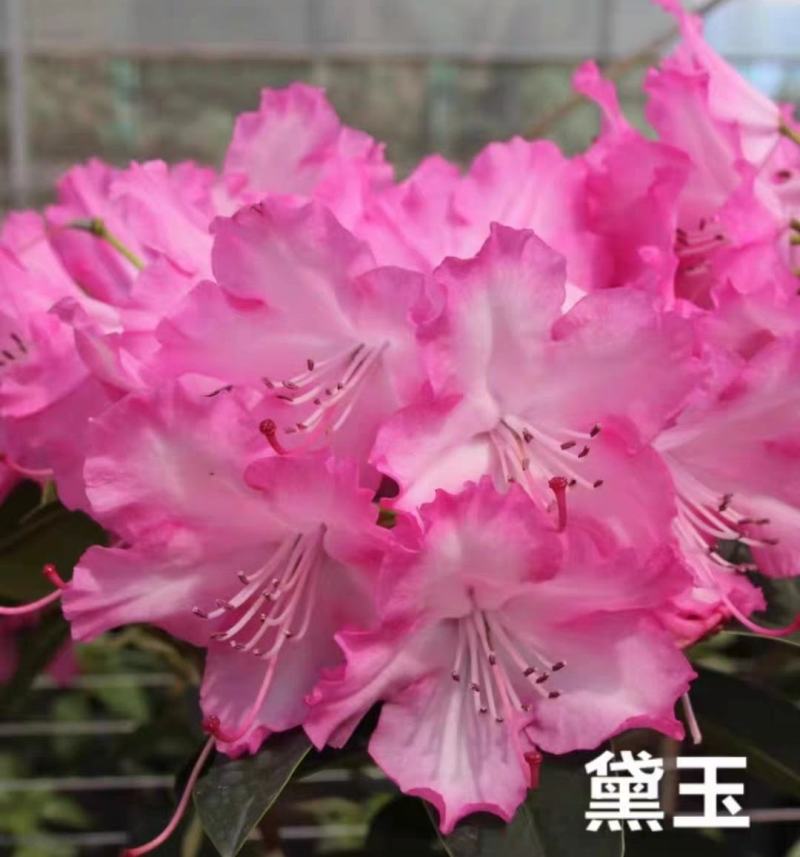 高山杜鹃藤井夫人，甜心，红粉佳人，黛玉，芳华，阳春雪基地