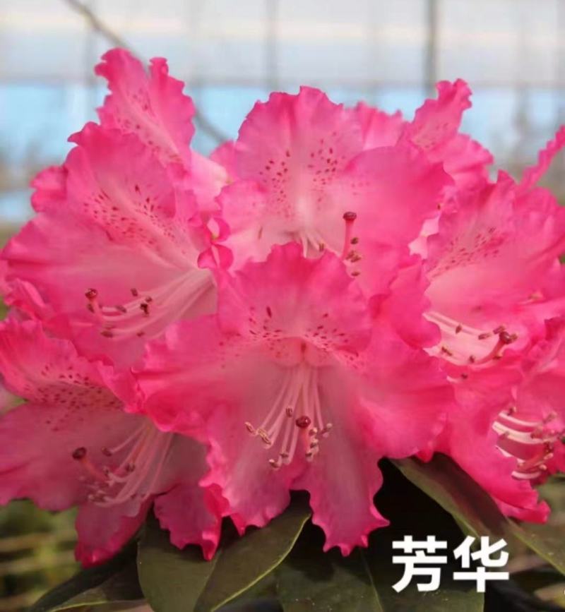 高山杜鹃藤井夫人，甜心，红粉佳人，黛玉，芳华，阳春雪基地