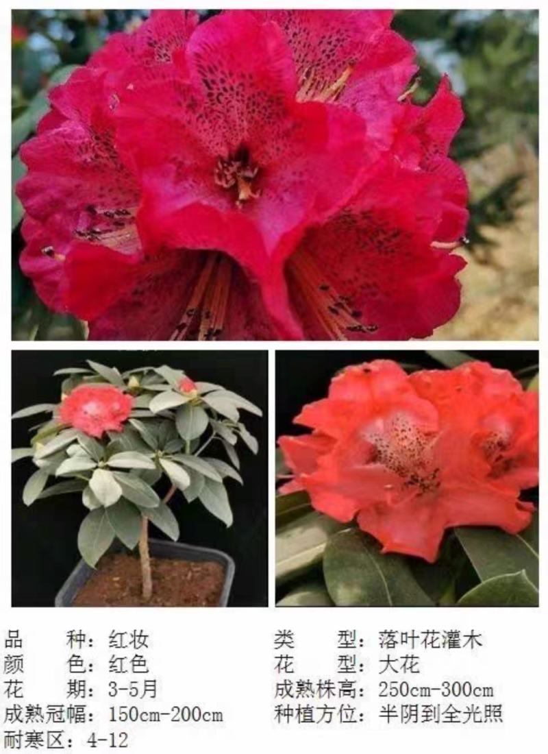 高山杜鹃藤井夫人，甜心，红粉佳人，黛玉，芳华，阳春雪基地