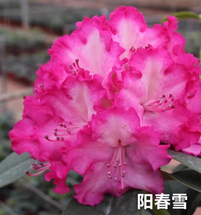 高山杜鹃藤井夫人，甜心，红粉佳人，黛玉，芳华，阳春雪基地