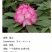 高山杜鹃藤井夫人，甜心，红粉佳人，黛玉，芳华，阳春雪基地