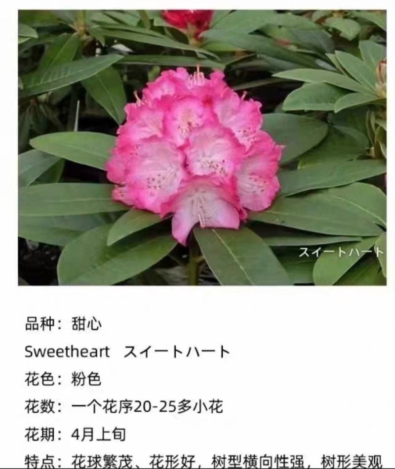 高山杜鹃藤井夫人，甜心，红粉佳人，黛玉，芳华，阳春雪基地