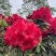 高山杜鹃穴盘苗#高山杜鹃小苗#新驯化高山杜鹃#杜鹃小苗