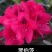 高山杜鹃穴盘苗#高山杜鹃小苗#新驯化高山杜鹃#杜鹃小苗