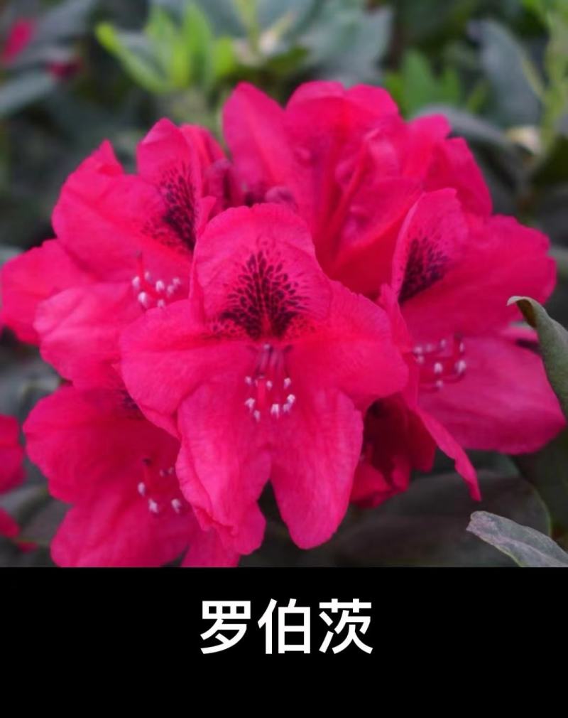 高山杜鹃穴盘苗#高山杜鹃小苗#新驯化高山杜鹃#杜鹃小苗