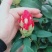 高山杜鹃穴盘苗#高山杜鹃小苗#新驯化高山杜鹃#杜鹃小苗