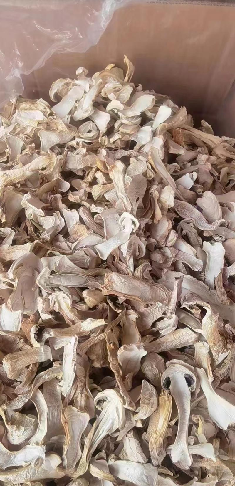 云南球盖菇干片大球盖菇赤松茸基地货源新货大量上市批发