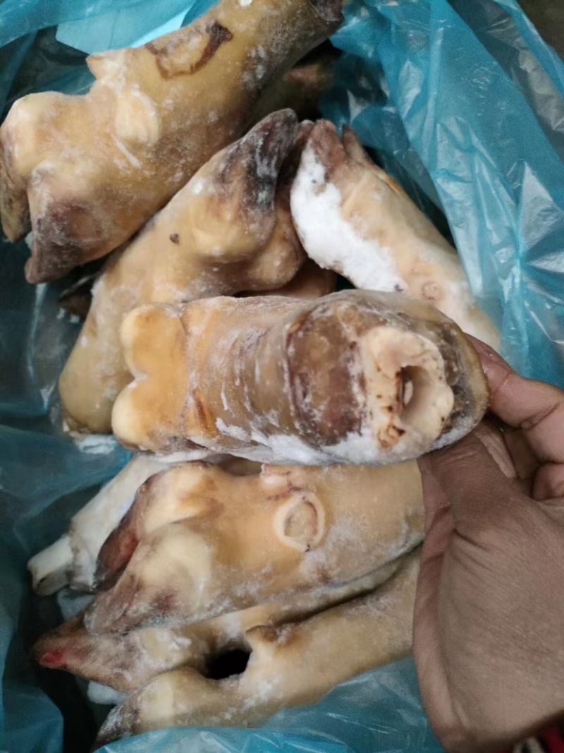 火烧毛牛蹄带骨火烧毛牛蹄无碱火烧毛大牛蹄