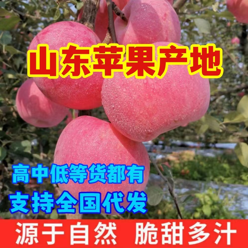 【推荐】精品红富士苹果常年供应条纹片红全红果保质保量
