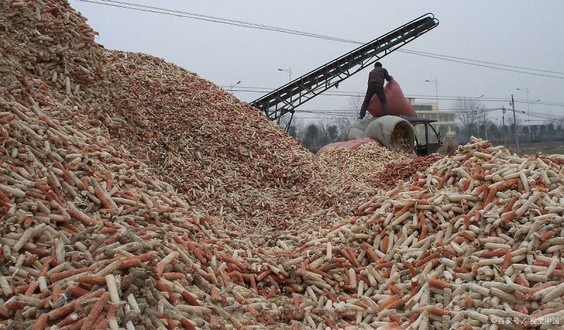 大量销售玉米骨头。玉米骨头颗粒，