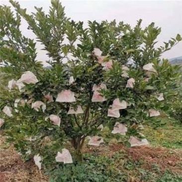 大量出售现货大雅、爱媛、沃柑成年果树