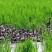 批发2025五常大米龙凤山稻花香2号鸭田稻