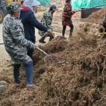 南阳艾根艾草根艾苗多年生大叶艾种根五叶艾叶大肥厚出艾绒率