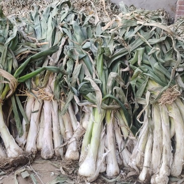 鸡腿葱高五十左右粗三个左右，口感好，