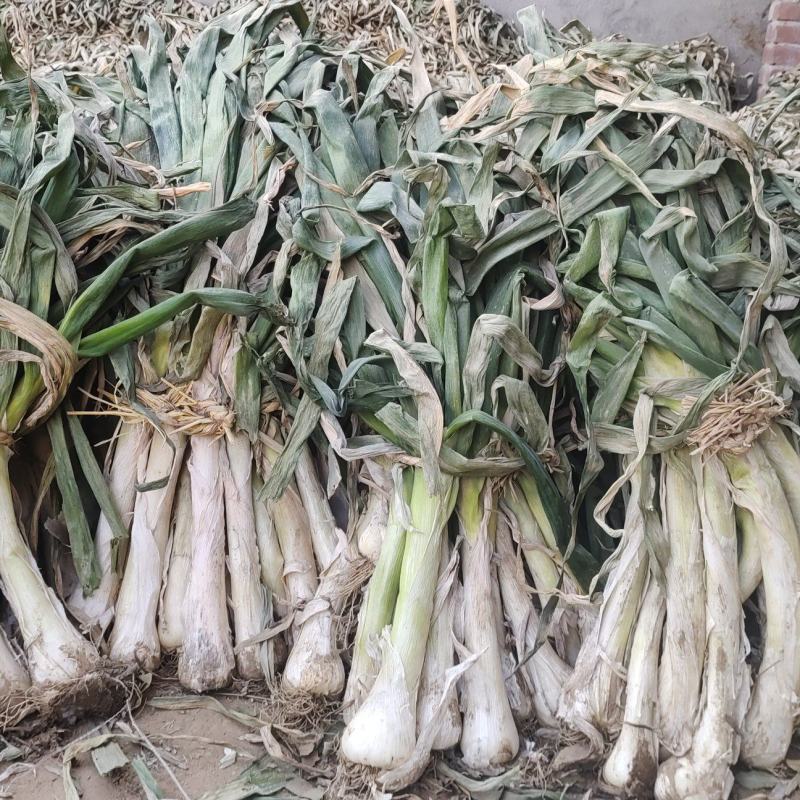 鸡腿葱高五十左右粗三个左右，口感好，