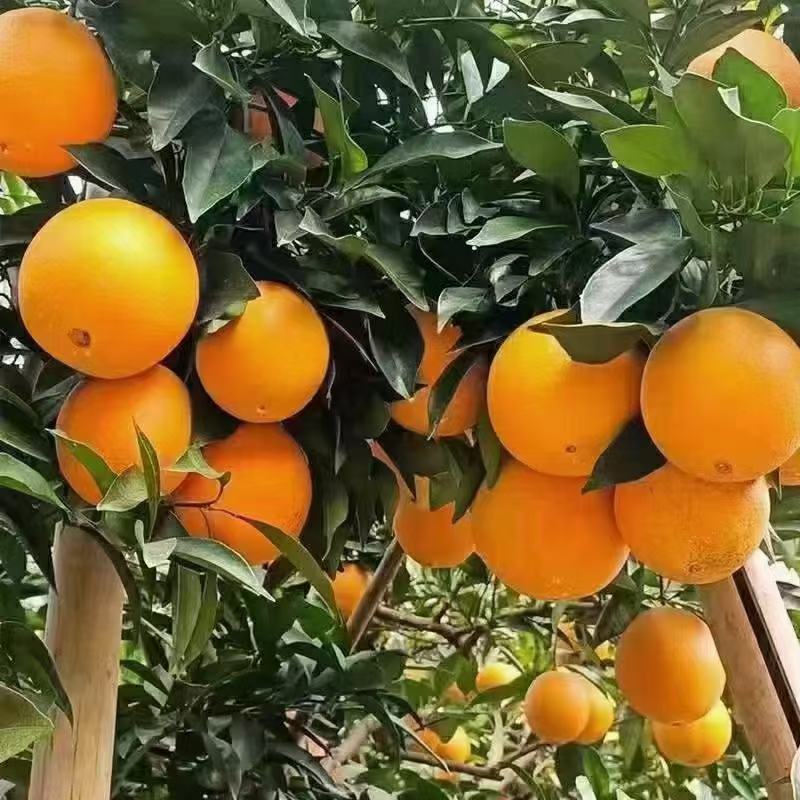中华红橙，皮薄水分足，口感纯甜，农户一手货源，看园采园