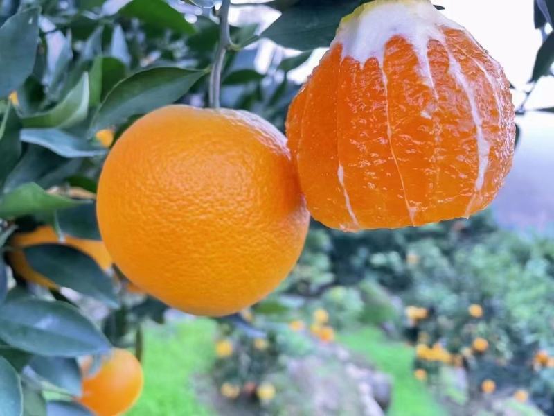 中华红橙，皮薄水分足，口感纯甜，农户一手货源，看园采园