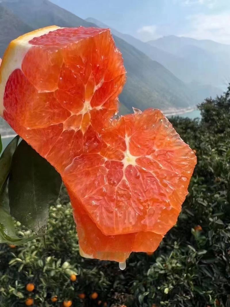 中华红橙，皮薄水分足，口感纯甜，农户一手货源，看园采园