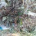 野生新鲜荠菜