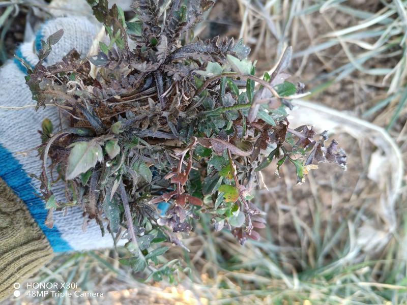 野生新鲜荠菜