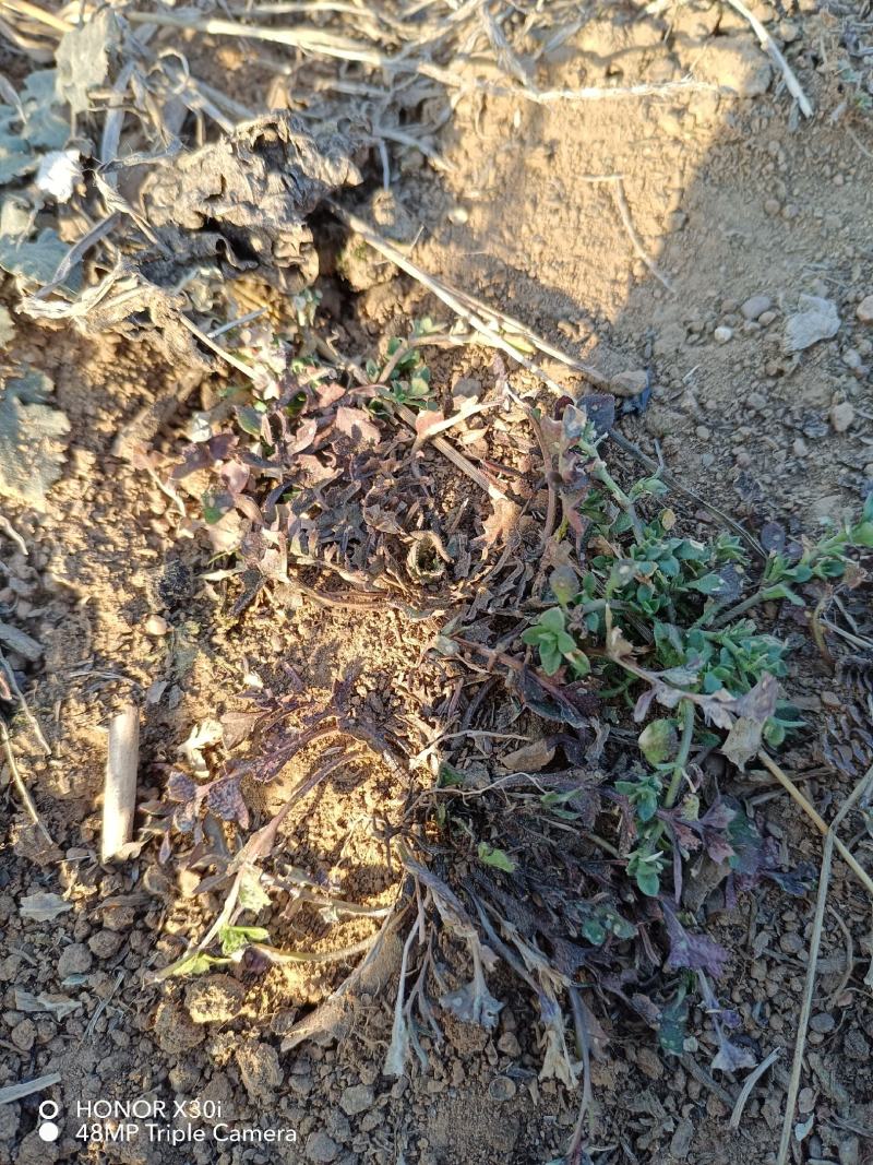 野生新鲜荠菜