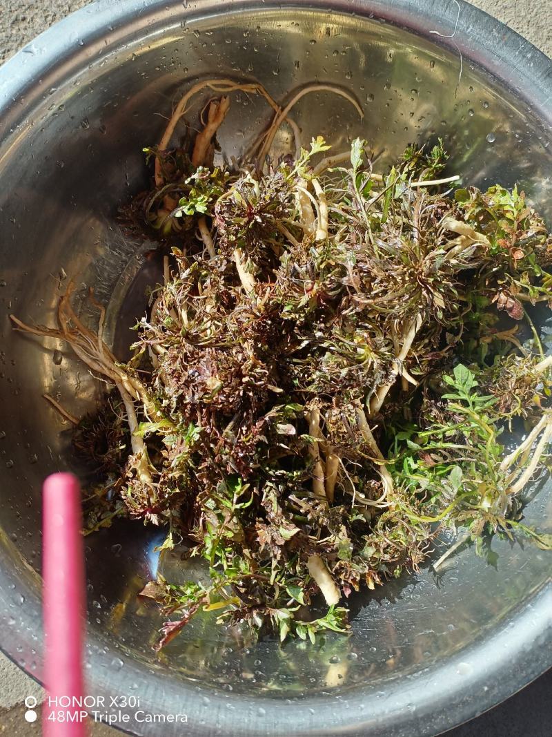 野生新鲜荠菜