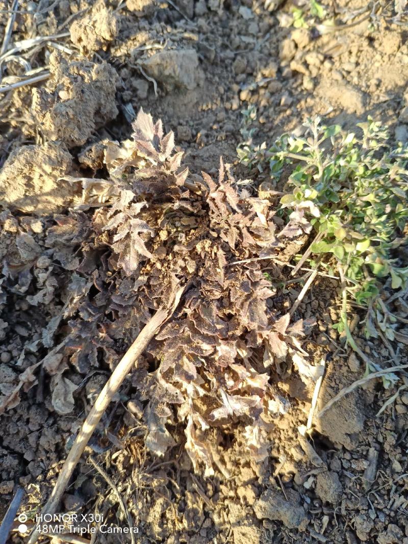 野生新鲜荠菜