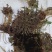 野生新鲜荠菜
