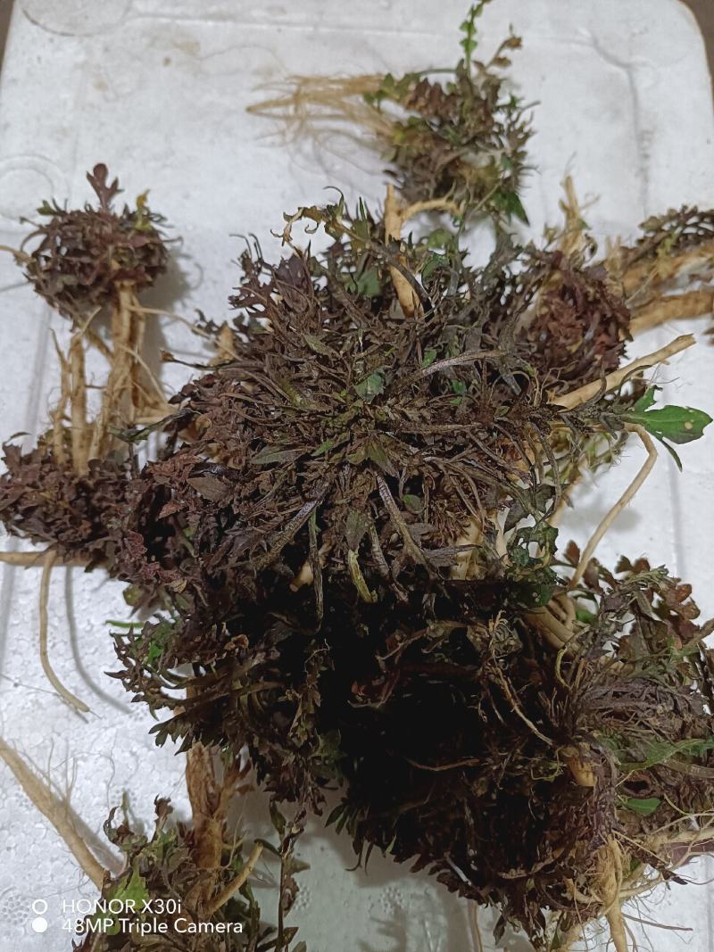 野生新鲜荠菜