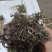野生新鲜荠菜