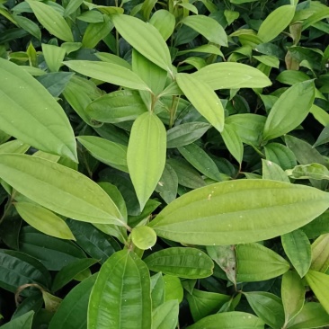德庆玉桂苗