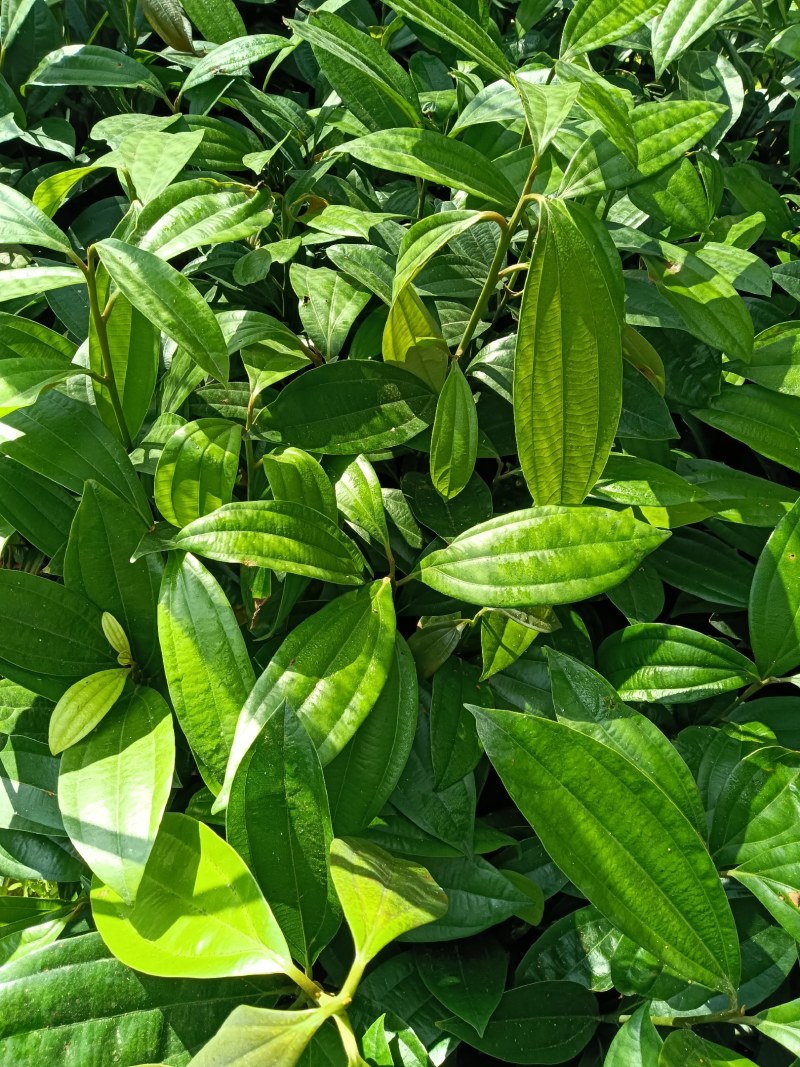德庆玉桂苗