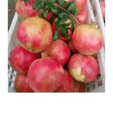 河阴软籽次品果代办